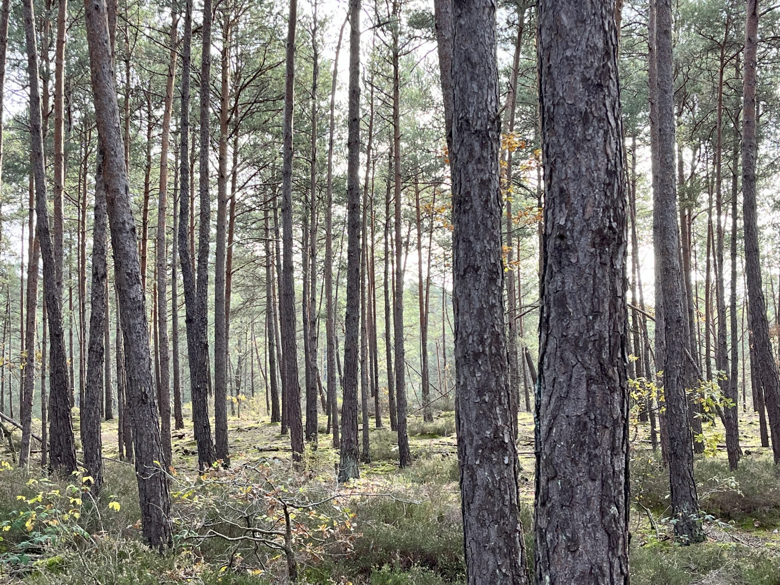Trois arbres remarquables à Bourron-Marlotte